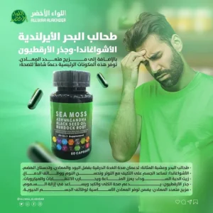 طحالب البحر الأيرلندية الأشواغاندا - وجذر الأرقطيون