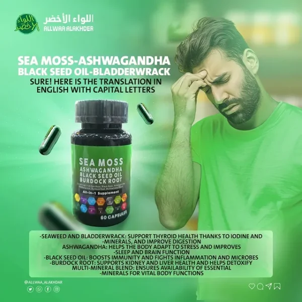 ⁦طحالب البحر الأيرلندية الأشواغاندا - وجذر الأرقطيون⁩ - الصورة ⁦2⁩